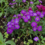 Aubrieta Axcent Violet with Eye  3