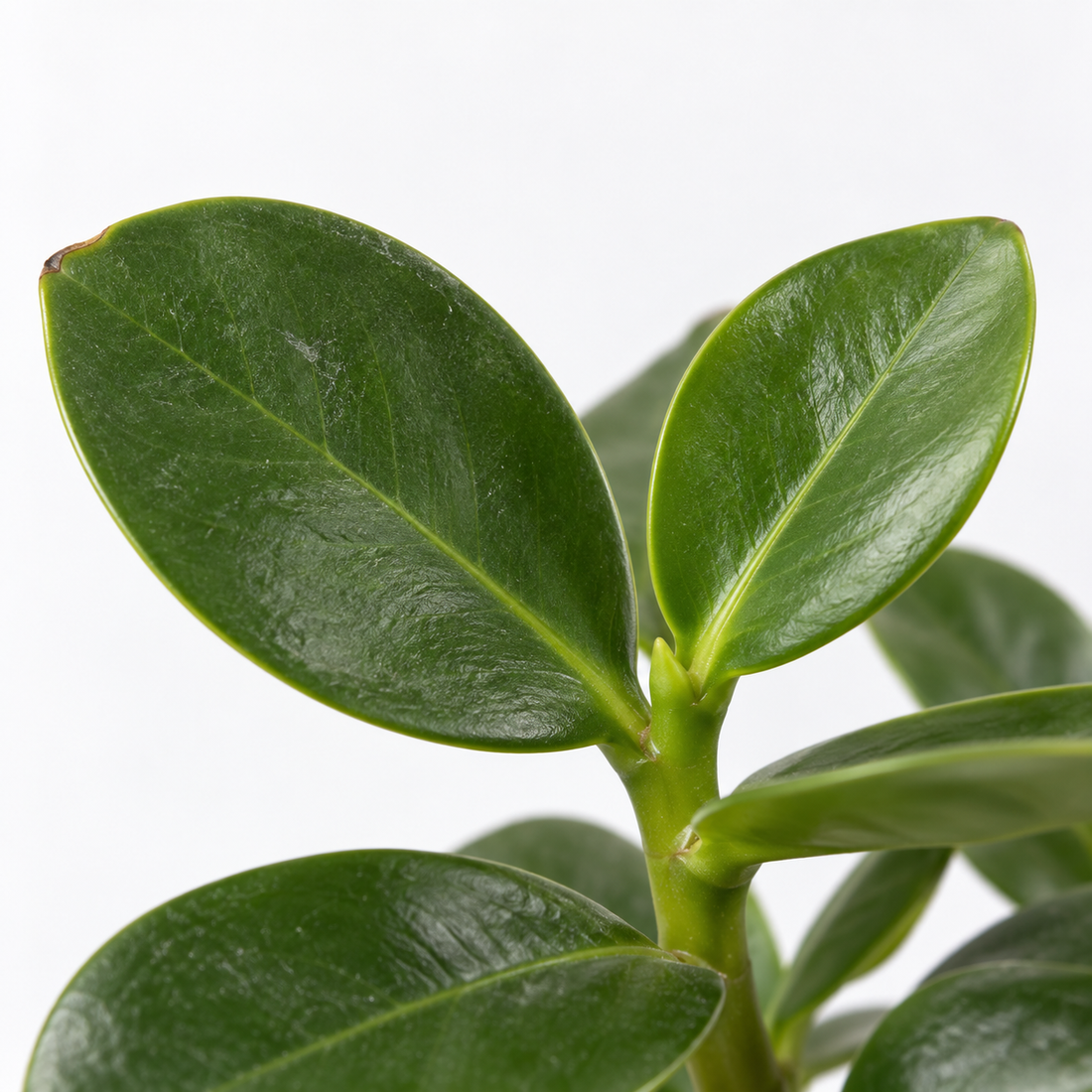 Autograph Tree - Clusia Rosea