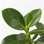Autograph Tree - Clusia Rosea  2