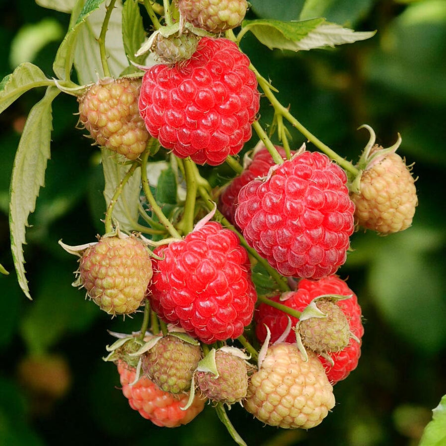 Raspberry Autumn Bliss  4