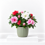 Azalea Carnaval  1