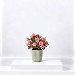 Azalea Simsii Mix  1