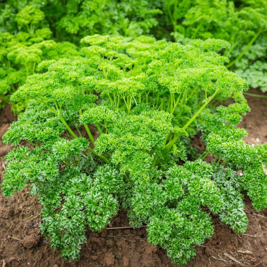 Parsley Moss Curled Plants Parsley Moss Curled in 13cm Pot image1 2