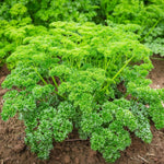 Parsley Plants  4