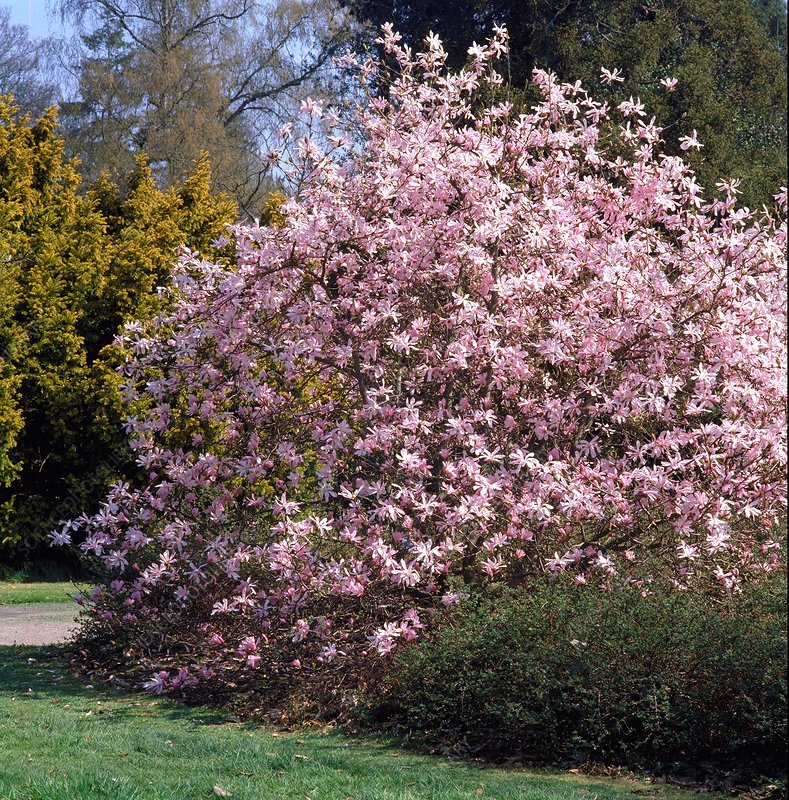 Pink Magnolia Leonard Messel Magnolia LEONARD MESSEL. 2