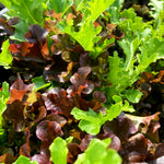 Salad Lettuce Baby Leaf Mixed A close-up of baby leaf mixed lettuce growing in a vegetable bed, showing a variety of red and green leaves with frilled and oakleaf shapes. 1