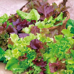 Salad Lettuce Baby Leaf Mixed Freshly picked baby leaf mixed lettuce in a wicker basket, displaying a vibrant blend of green and red leaves. 2