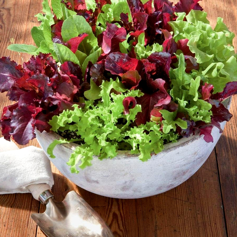 Salad Lettuce Baby Leaf Mixed A decorative bowl filled with red and green baby leaf lettuce growing together, placed on a wooden table beside a garden trowel. 3