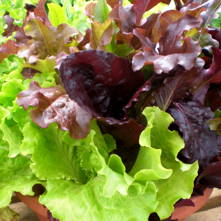 Salad Lettuce Baby Leaf Mixed Close-up of healthy baby leaf mixed lettuce with contrasting deep red and bright green frilly leaves. 4