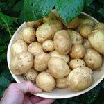 Seed Potatoes  7