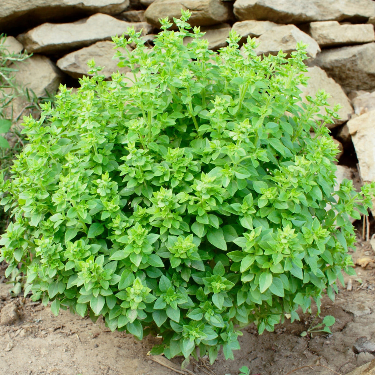Greek Basil Herb Plant Greek basil herb plant growing in a compact, dome-shaped bush outdoors near a stone wall. 1