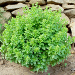 Greek Basil Herb Plant Greek basil herb plant growing in a compact, dome-shaped bush outdoors near a stone wall. 1