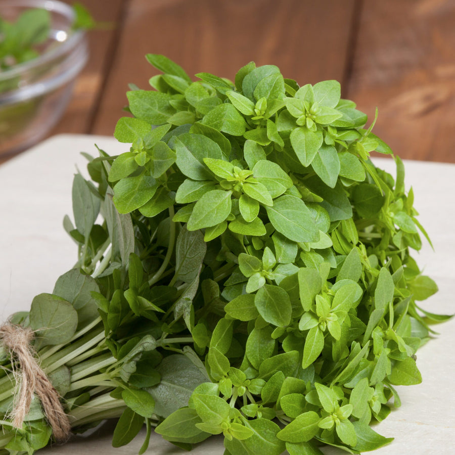 Basil Herb Plant  4