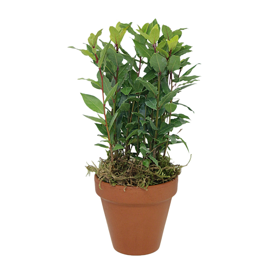 Laurel Bay Plant Gift in Terracotta Pot Laurel Bay Plant Gift in Terracotta Pot image1 1