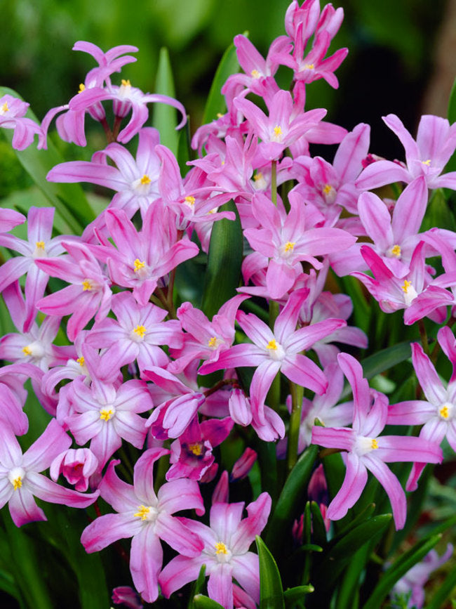 Chionodoxa Rosea - Glory of the Snow 3 x Chionodoxa Rosea - Glory of the Snow image4 4