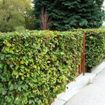 Beech 40-60cm Hedging  1