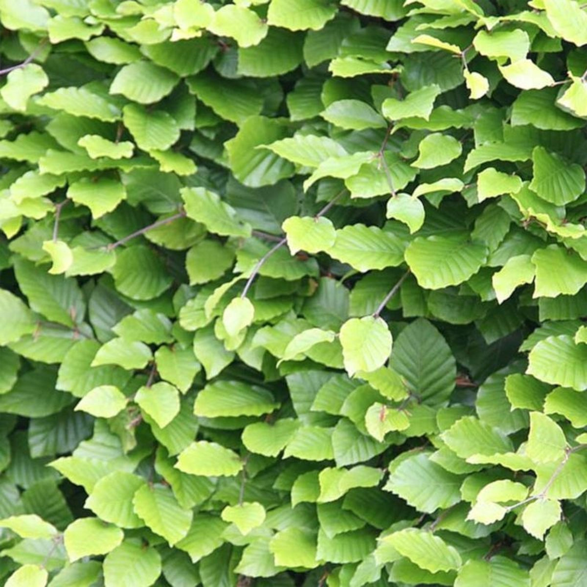 Beech 40-60cm Hedging  3