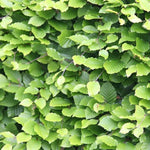 Beech 40-60cm Hedging  3
