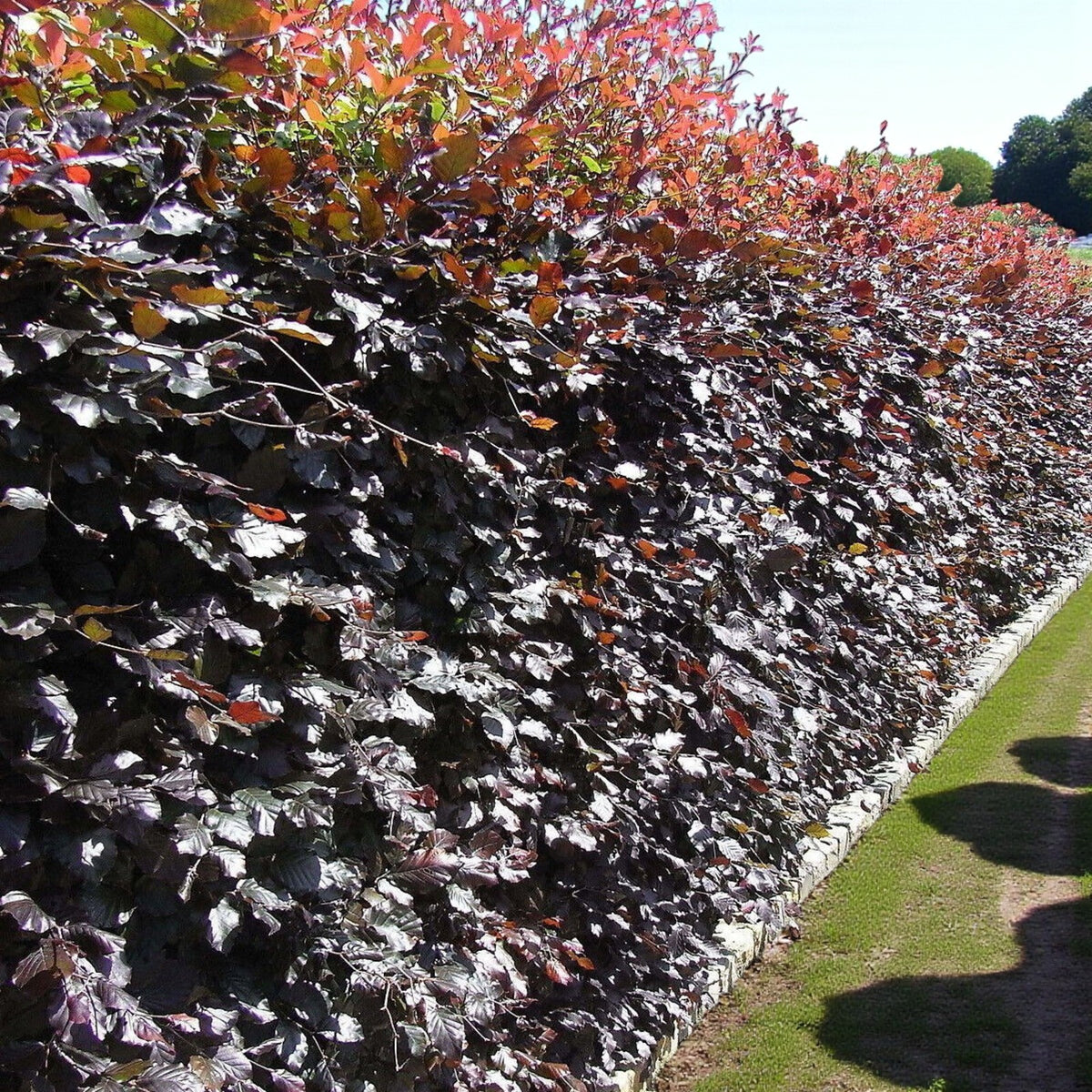 Purple Beech Hedging  1