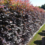 Purple Beech Hedging  1
