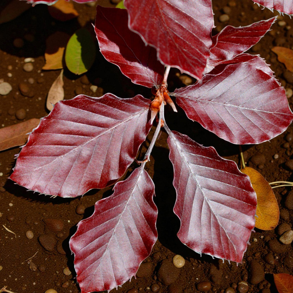 Purple Beech Hedging  3