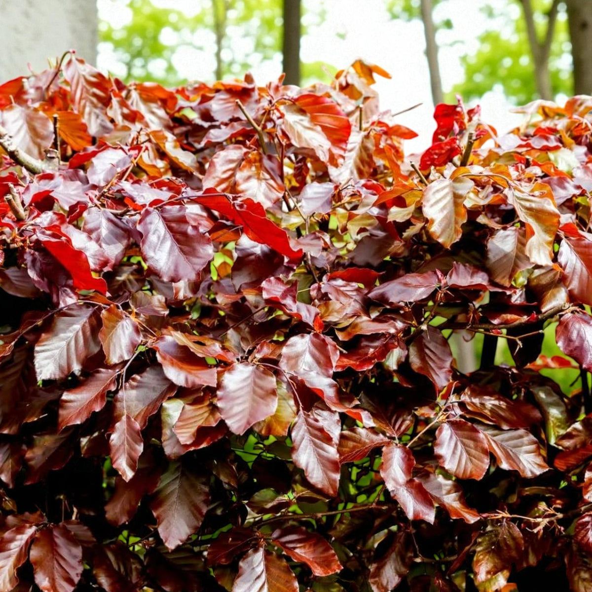 Purple Beech Hedging  4
