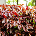 Purple Beech Hedging  4