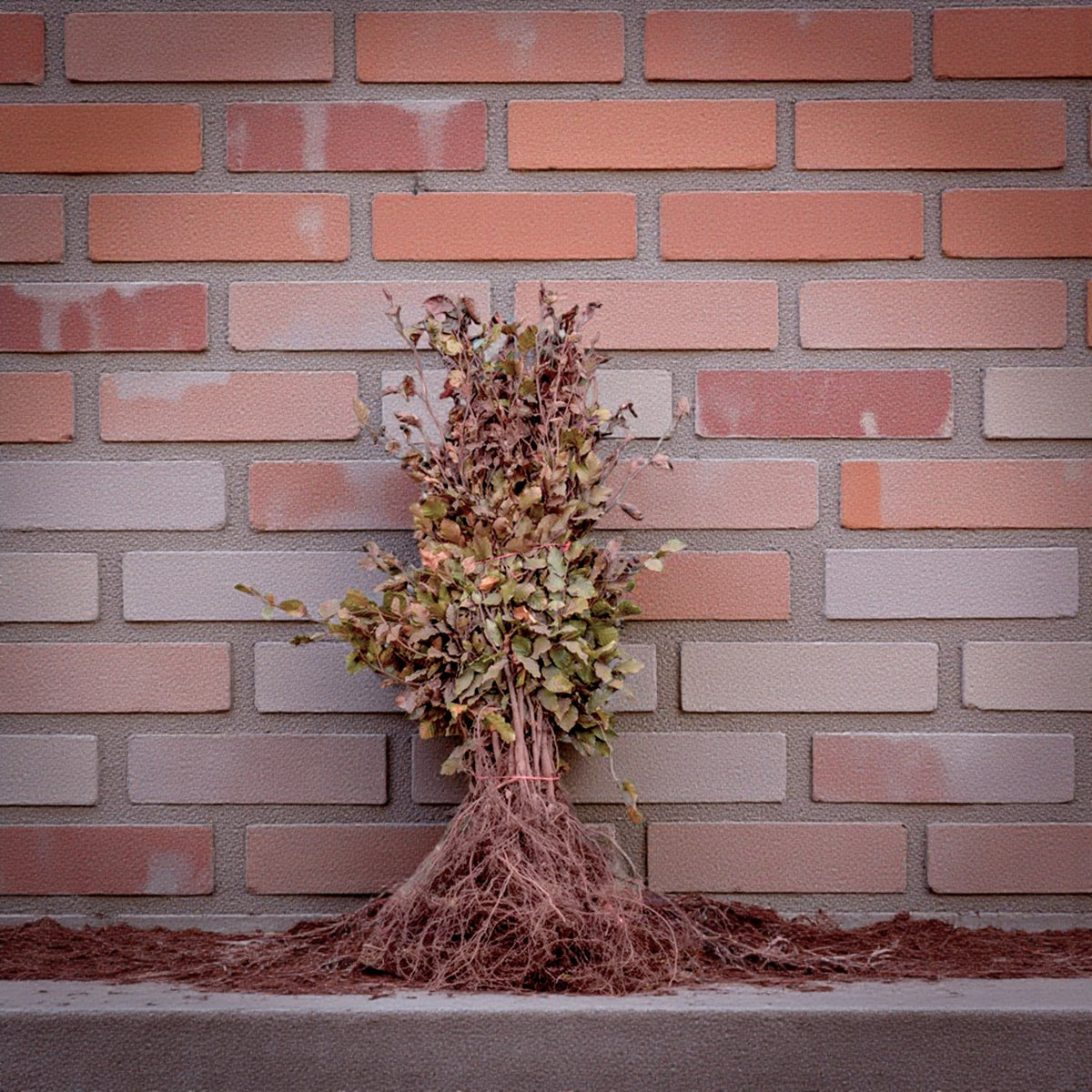 Purple Beech Hedging  2