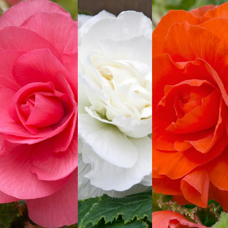 Begonia Double Pastel Mixed Tubers BEGNIADBLMIXPSL- pastel double begonia summer flowering bulb - image1 1