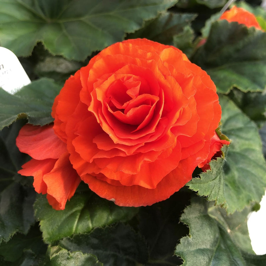 Begonia Double Pastel Mixed Tubers BEGNIADBLMIXPSL- pastel double begonia summer flowering bulb - image2 2