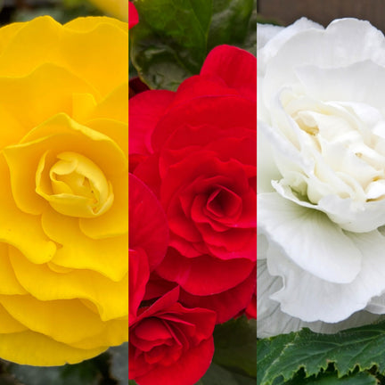 BEGNIADBLMIXTRD-double begonia traditional summer flowering bulb - image1