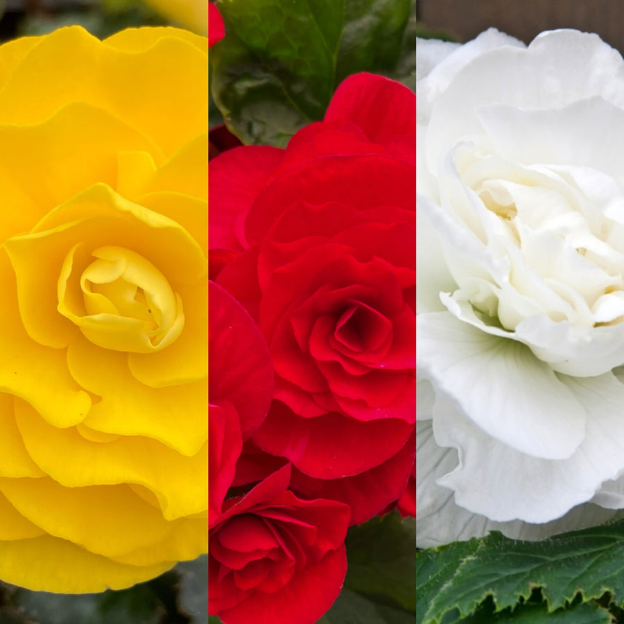 Begonia Double Traditional Mixed Tubers BEGNIADBLMIXTRD-double begonia traditional summer flowering bulb - image1 1