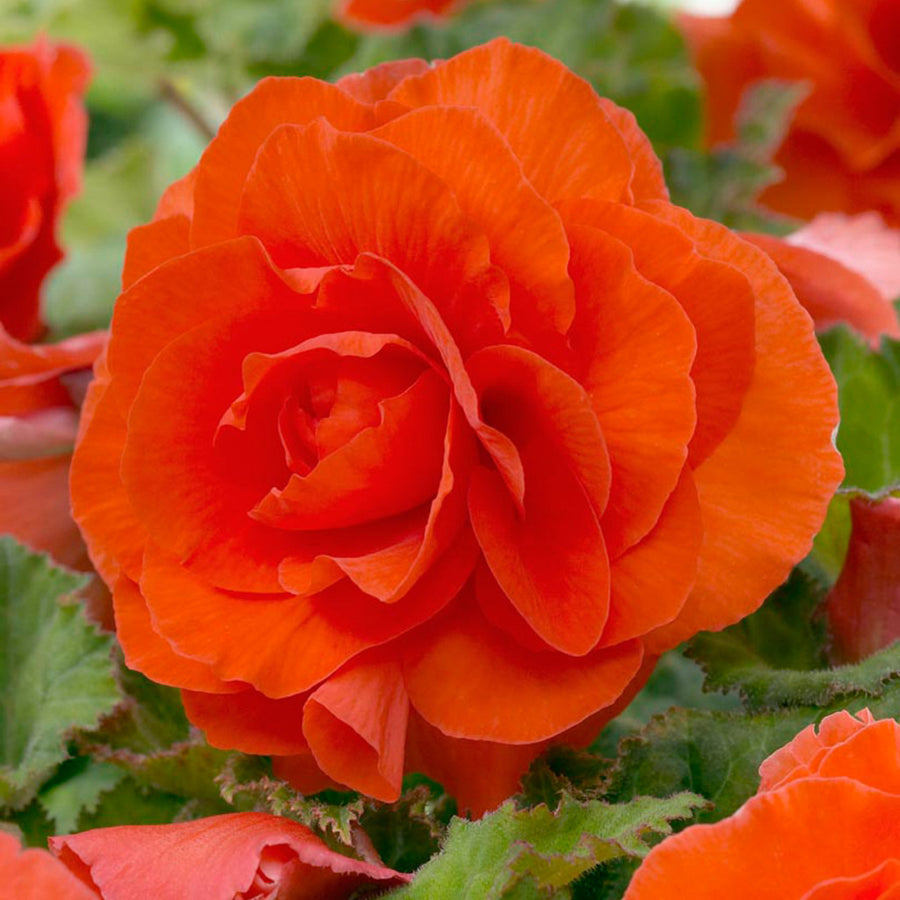 Begonia Double Orange Tubers BEGNIADBLORG - orange double begonia summer flowering bulb - image1 1