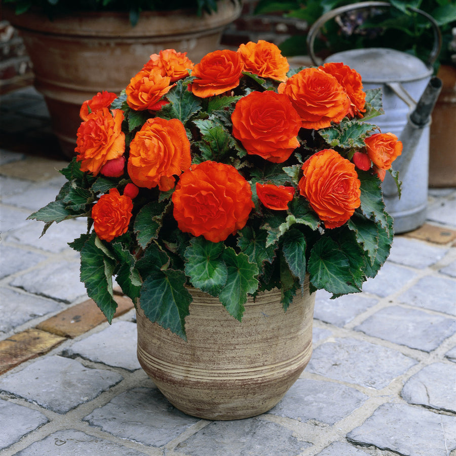 Begonia Double Orange Tubers BEGNIADBLORG - orange double begonia summer flowering bulb - image2 5