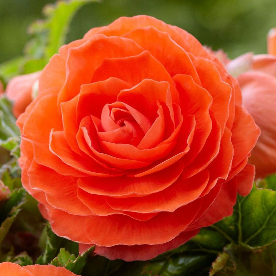 Begonia Double Orange Tubers BEGNIADBLORG - orange double begonia summer flowering bulb - image5 4