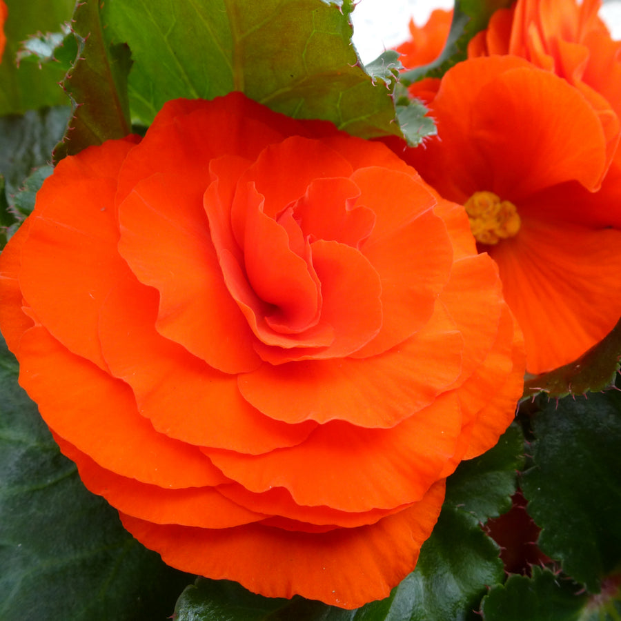 Begonia Double Orange Tubers BEGNIADBLORG - orange double begonia summer flowering bulb - image6 6