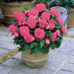 Begonia Double Pink Tubers BEGNIADBLPNK - pink double begonia summer flowering bulb - image2 5