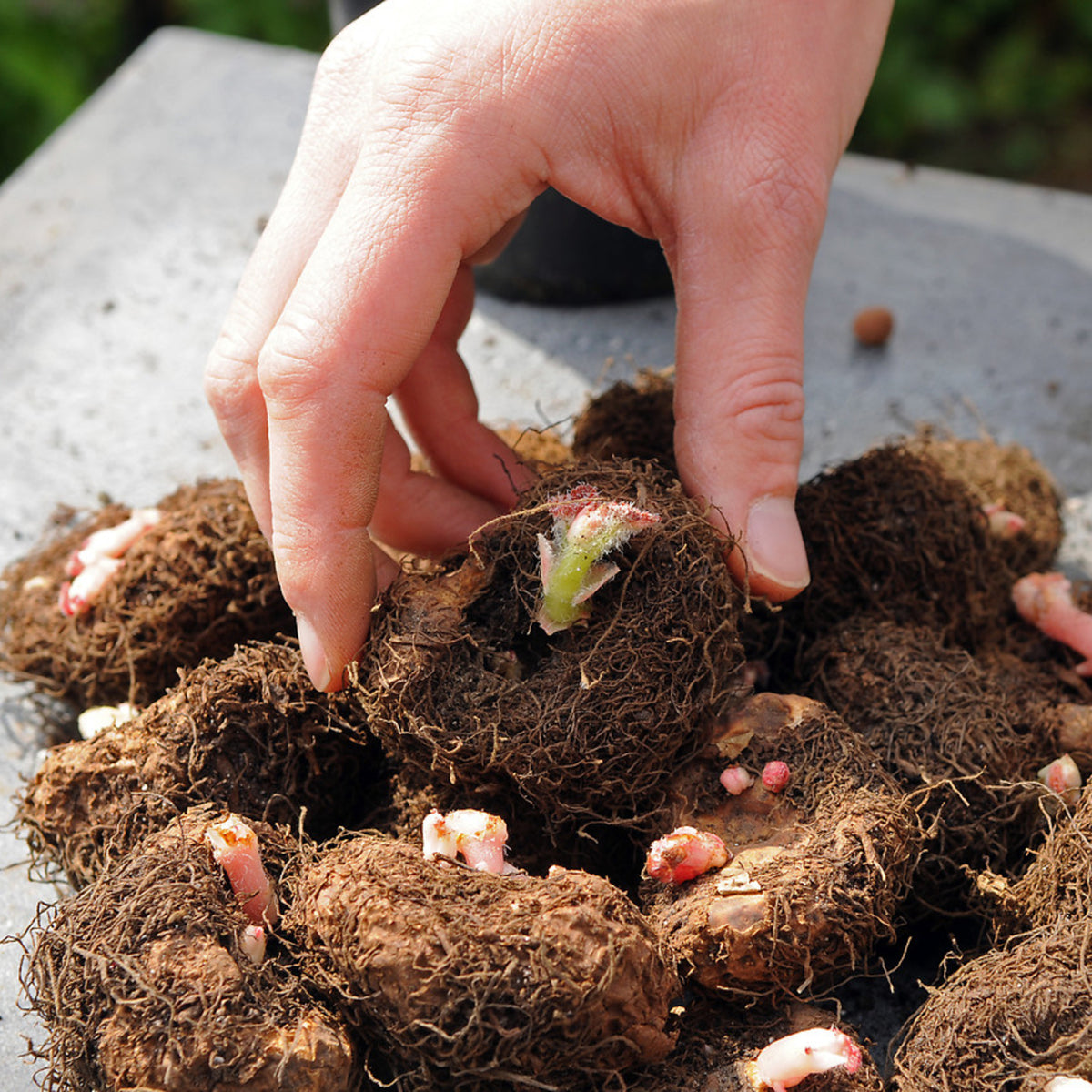 Begonia Double Pink Tubers BEGNIADBLPNK - pink double begonia summer flowering bulb - image3 3