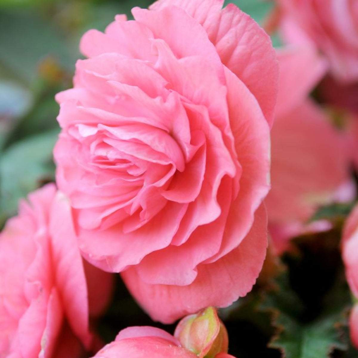 Begonia Double Pink Tubers BEGNIADBLPNK - pink double begonia summer flowering bulb - image4 2