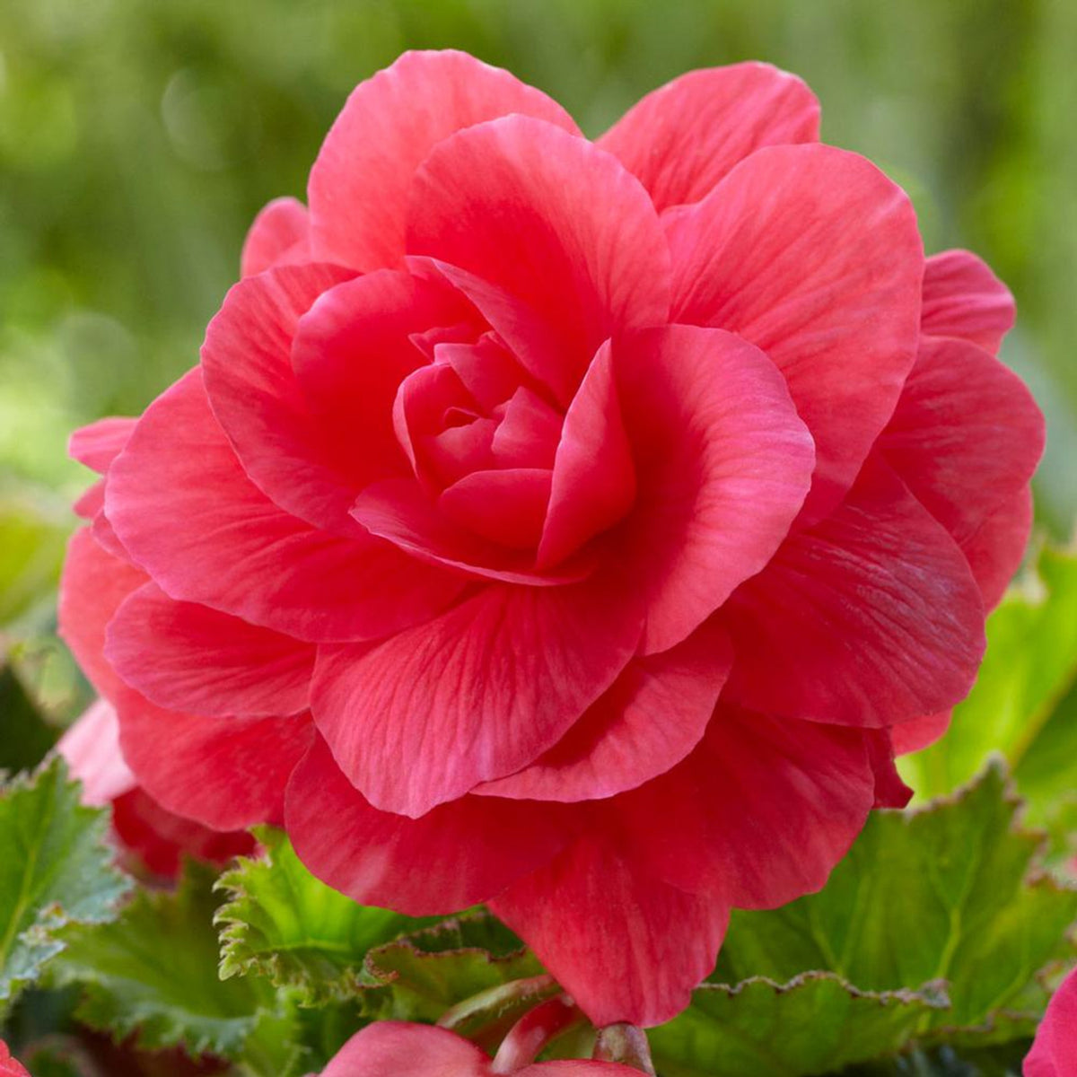 Begonia Double Pink Tubers BEGNIADBLPNK - pink double begonia summer flowering bulb - image5 4