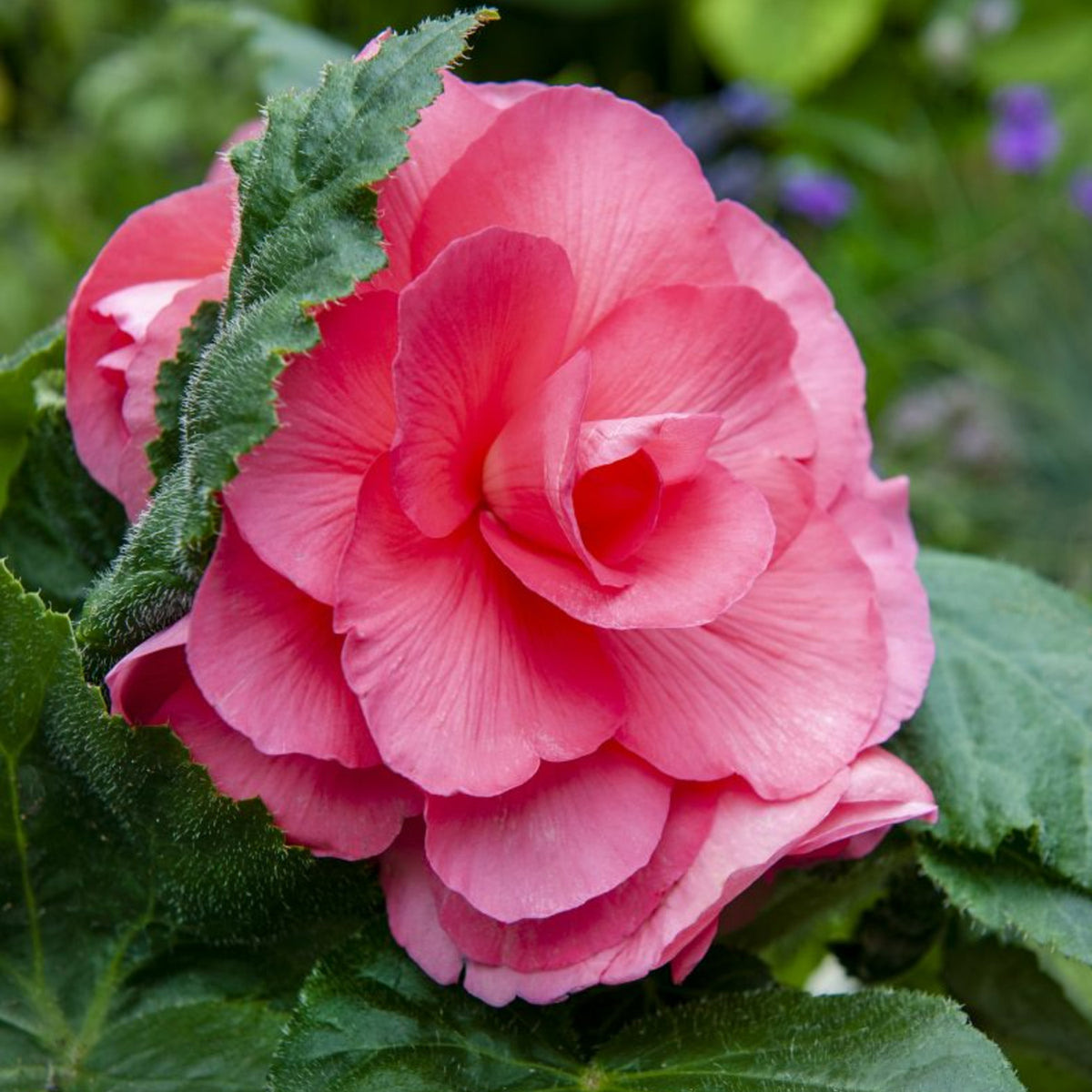 Begonia Double Pink Tubers BEGNIADBLPNK - pink double begonia summer flowering bulb - image6 6