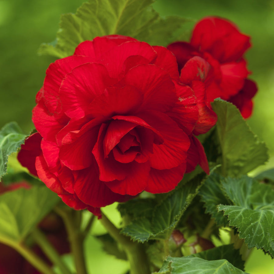 Begonia Double Red Tubers BEGNIADBLRED-red double begonia summer flowering bulb - image2 4
