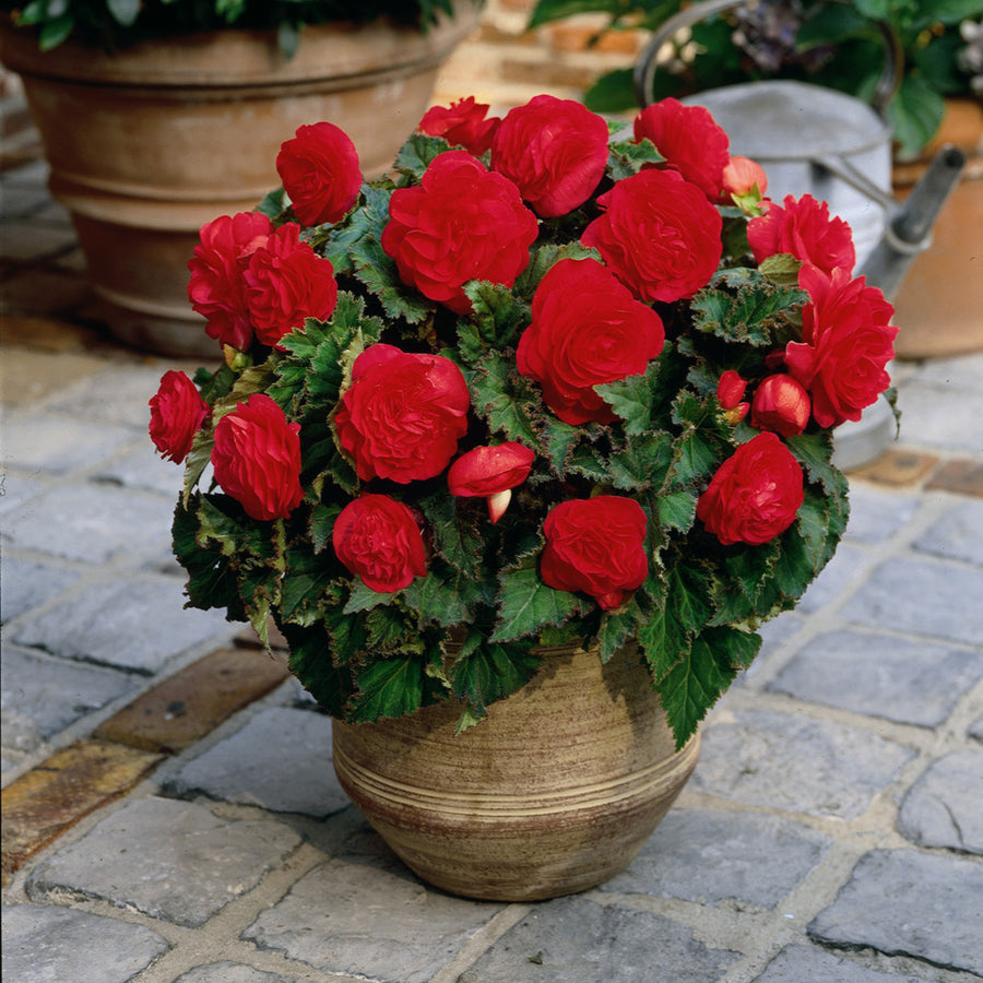 Begonia Double Red Tubers BEGNIADBLRED-red double begonia summer flowering bulb - image4 5