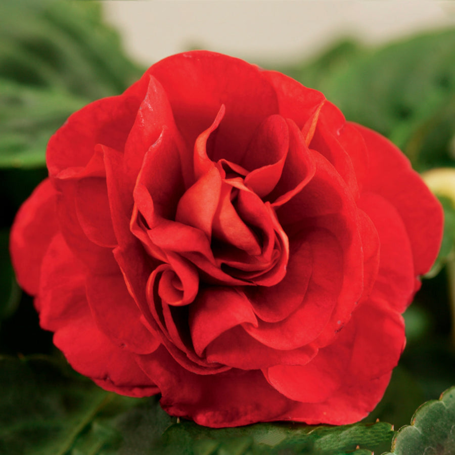 Begonia Double Red Tubers BEGNIADBLRED-red double begonia summer flowering bulb - image5 6