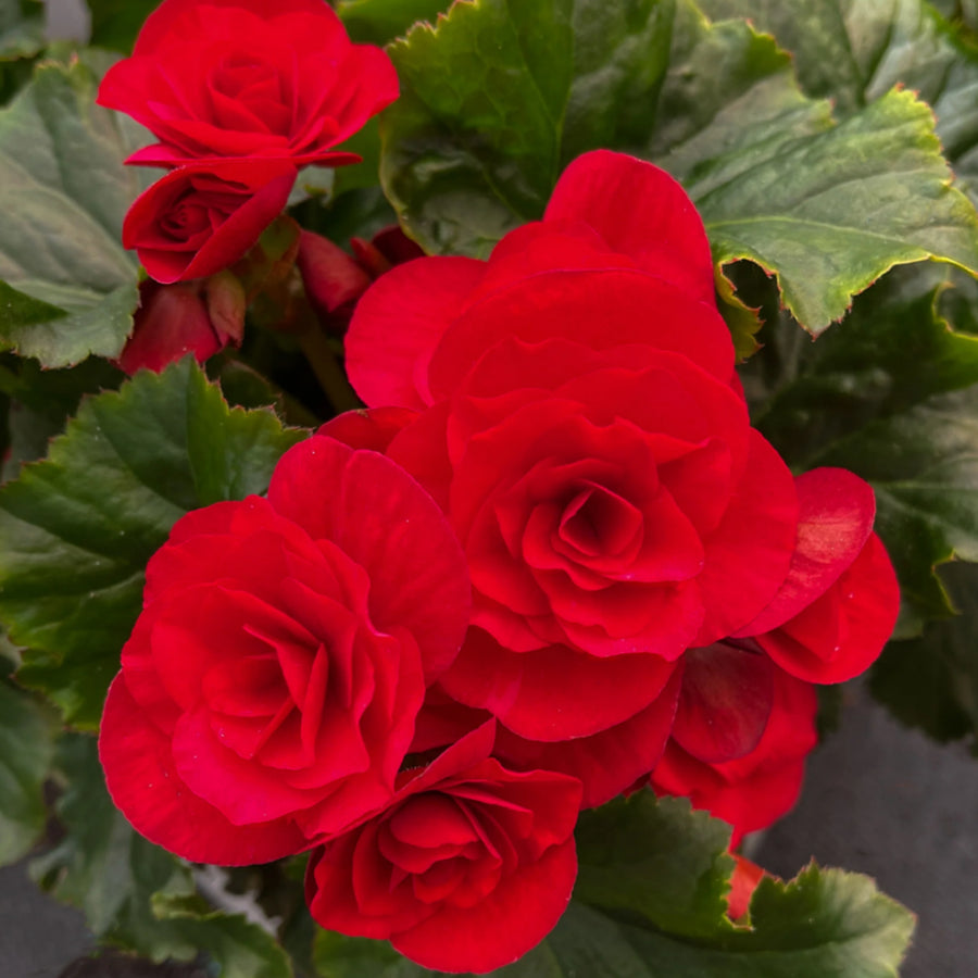 Begonia Double Red Tubers BEGNIADBLRED-red double begonia summer flowering bulb - image6 2