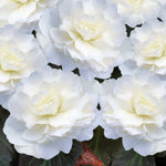 Begonia Double Tubers  3
