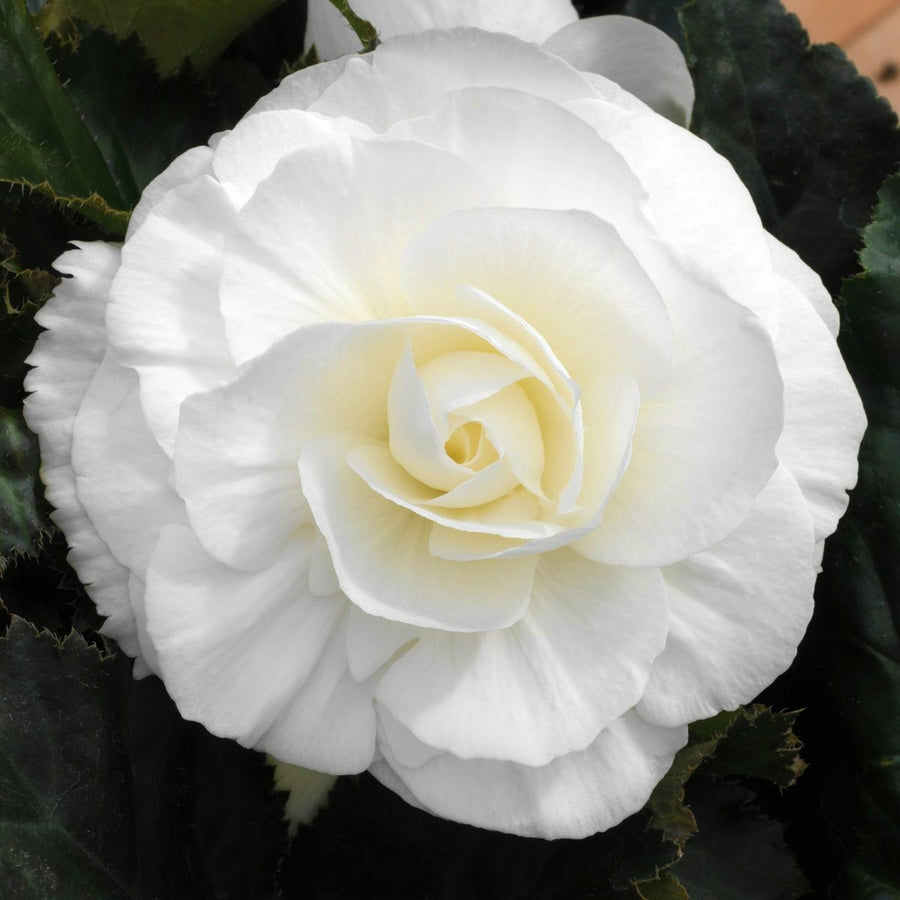 Begonia Double White Tubers BEGNIADBLRWHT-white double begonia summer flowering bulb - image2 2