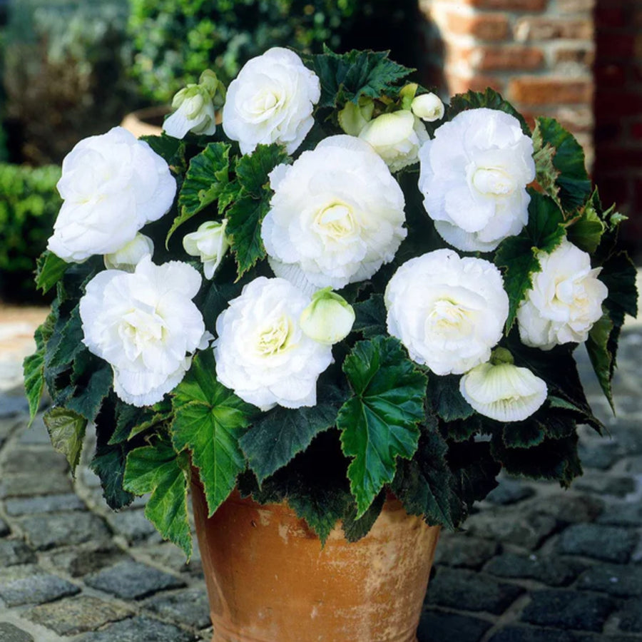 Begonia Double White Tubers BEGNIADBLRWHT-white double begonia summer flowering bulb - image4 4