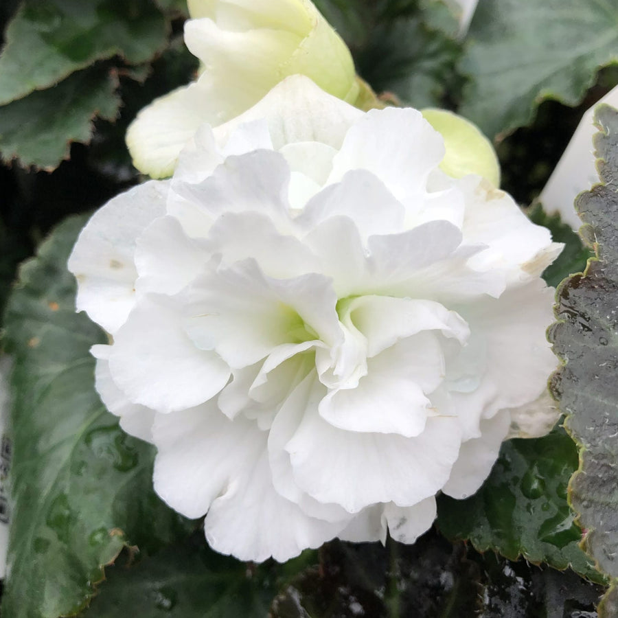 Begonia Double White Tubers BEGNIADBLRWHT-white double begonia summer flowering bulb - image5 5