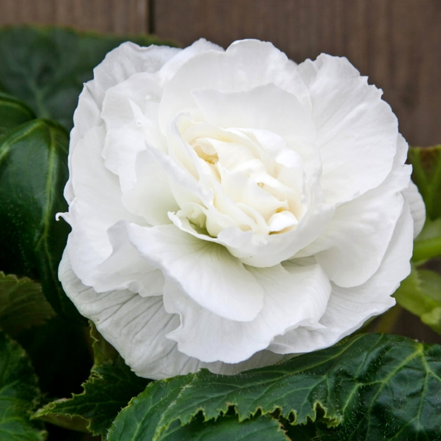 Begonia Double White Tubers BEGNIADBLRWHT-white double begonia summer flowering bulb - image6 6